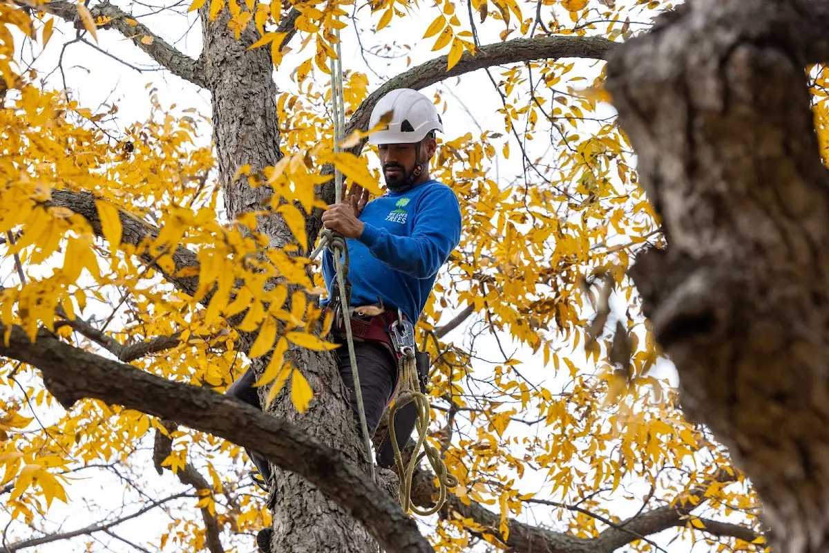 Skilled Tree Planing crew working in Florence